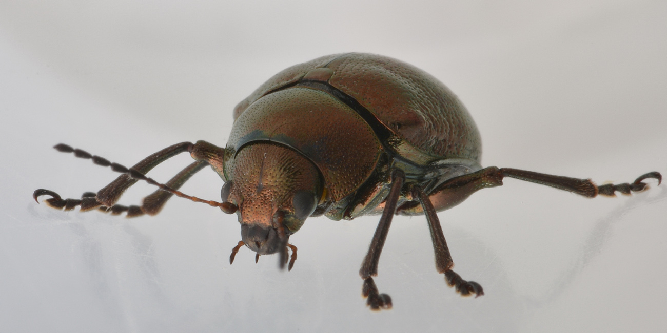 Chrysomelidae: Colasposoma dauricum